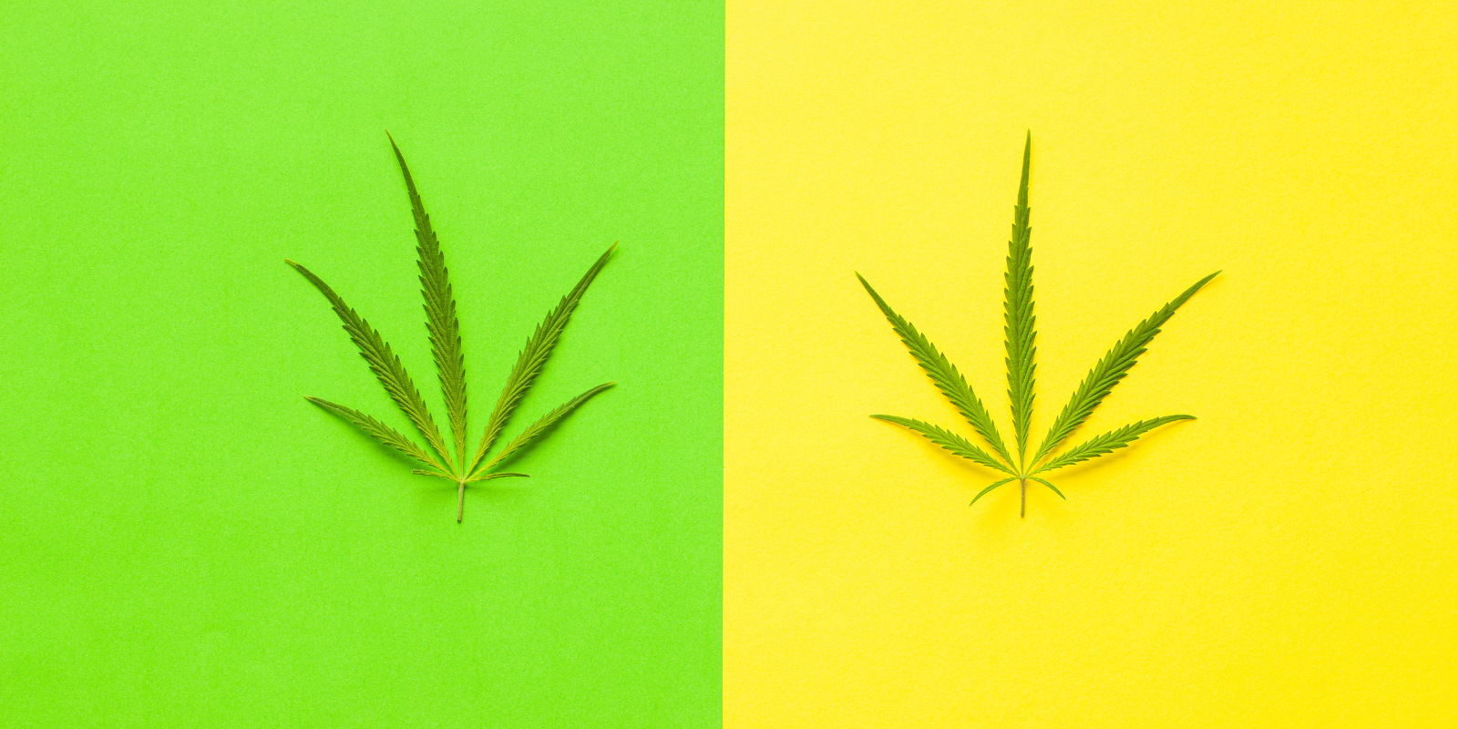 cannabis leaves on green and yellow backgrounds