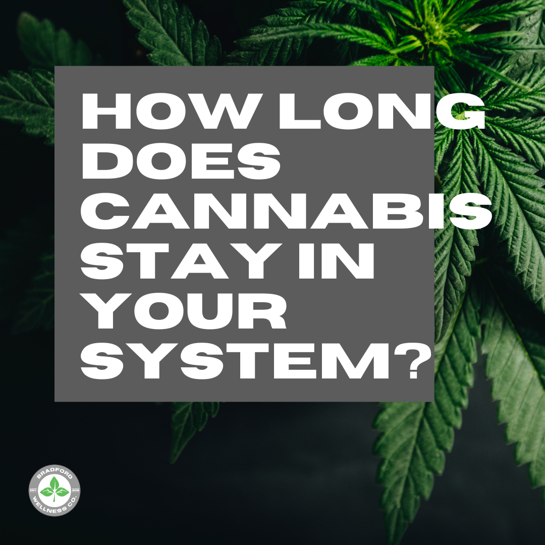 How long does cannabis stay in your system? By Bradford Wellness Co. CBD products