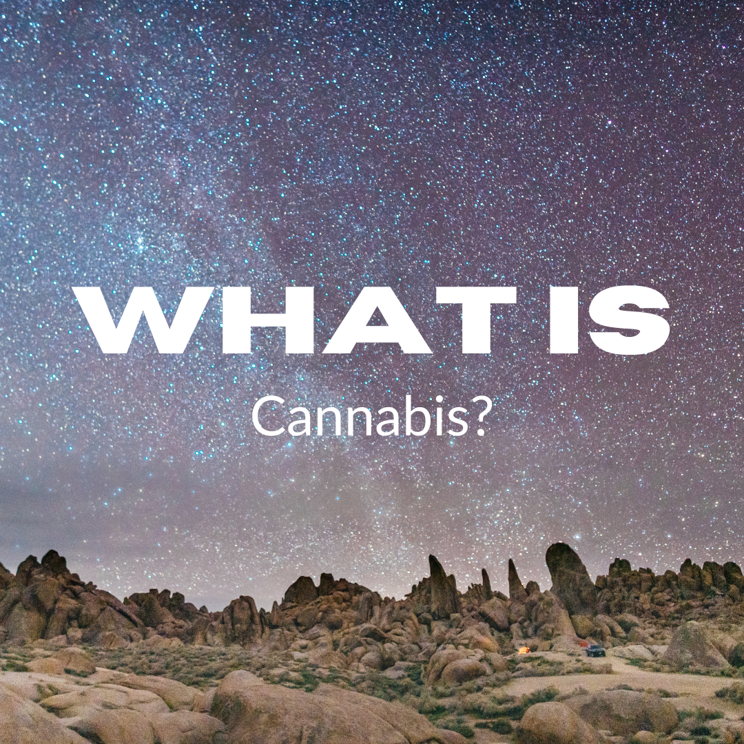 What is Cannabis - Bradford Wellness Co.