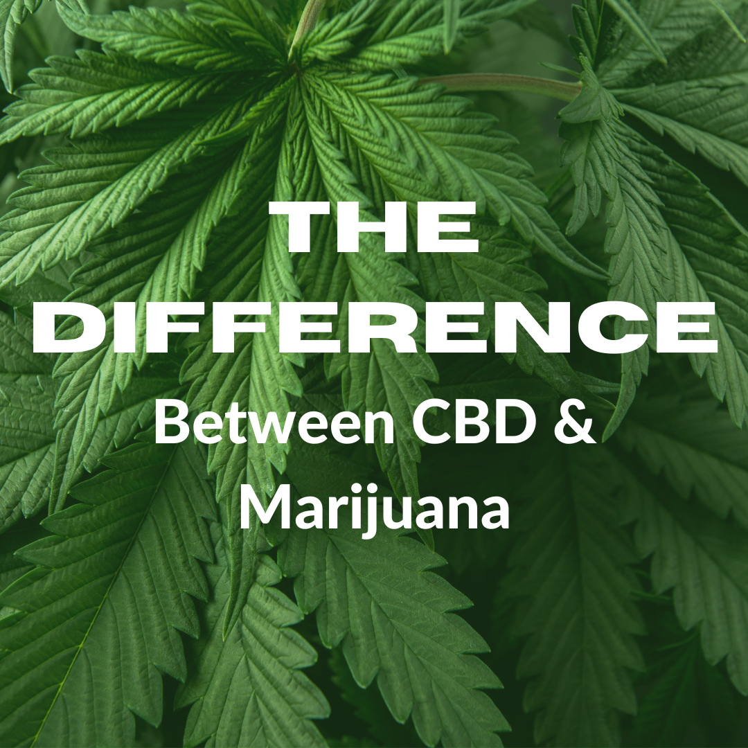 What's The Difference Between CBD And Marijuana - Bradford Wellness Co.